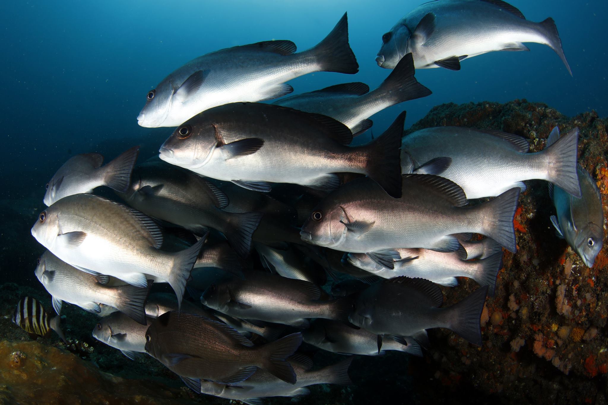 scuba diving aliwal shoal