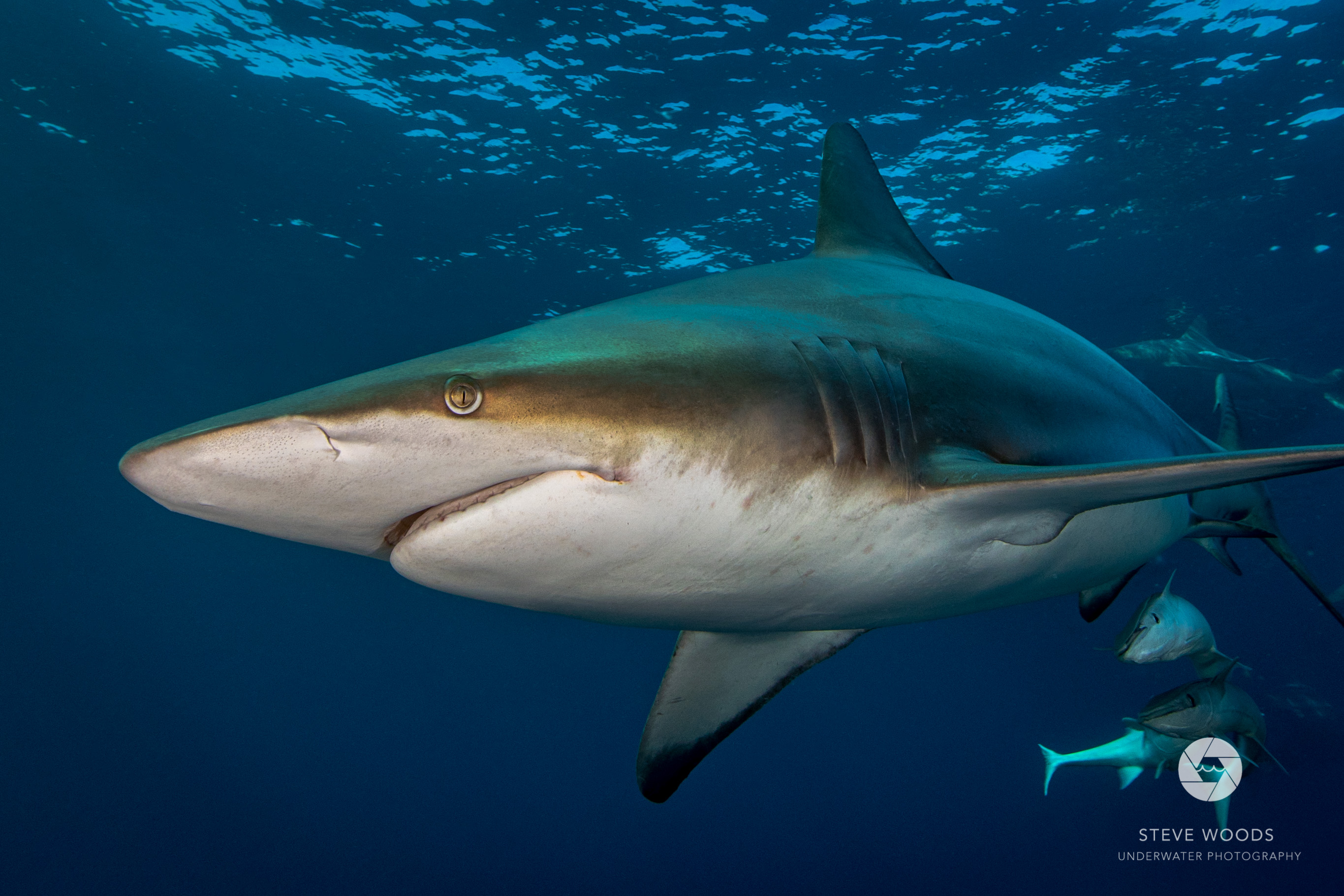 baited shark diving - aliwal shoal, south africa