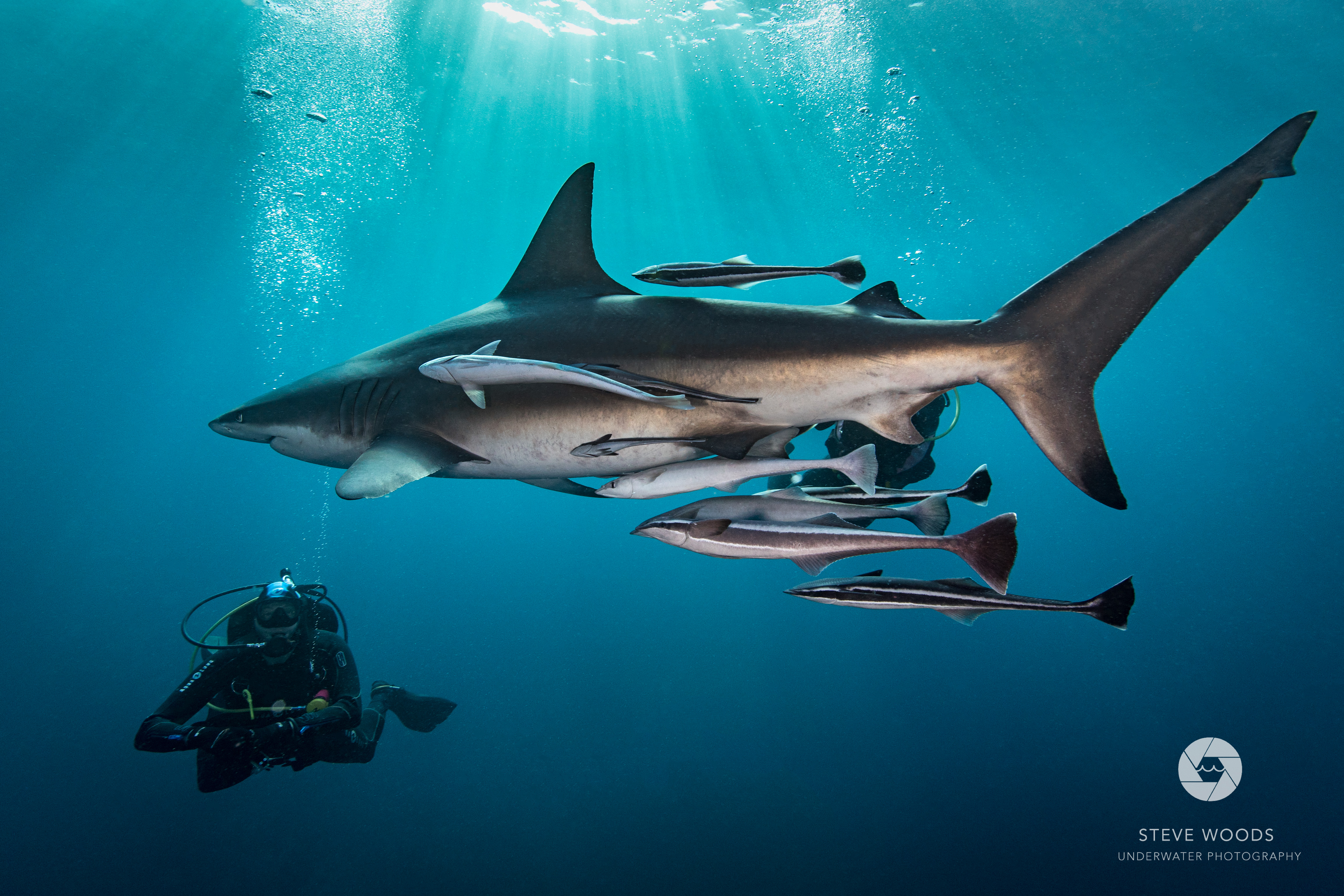 baited shark diving - aliwal shoal, south africa