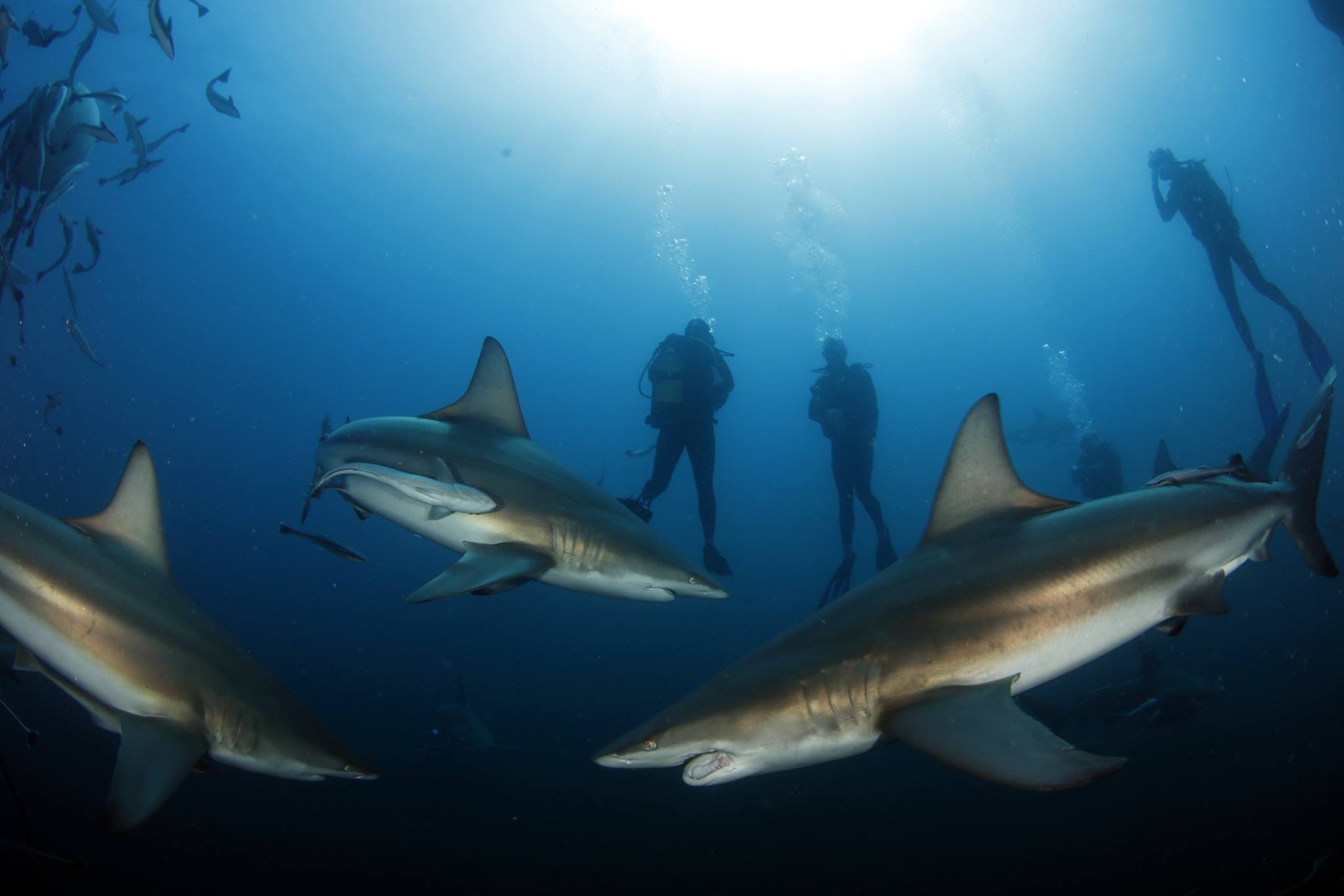 baited shark diving - aliwal shoal, south africa