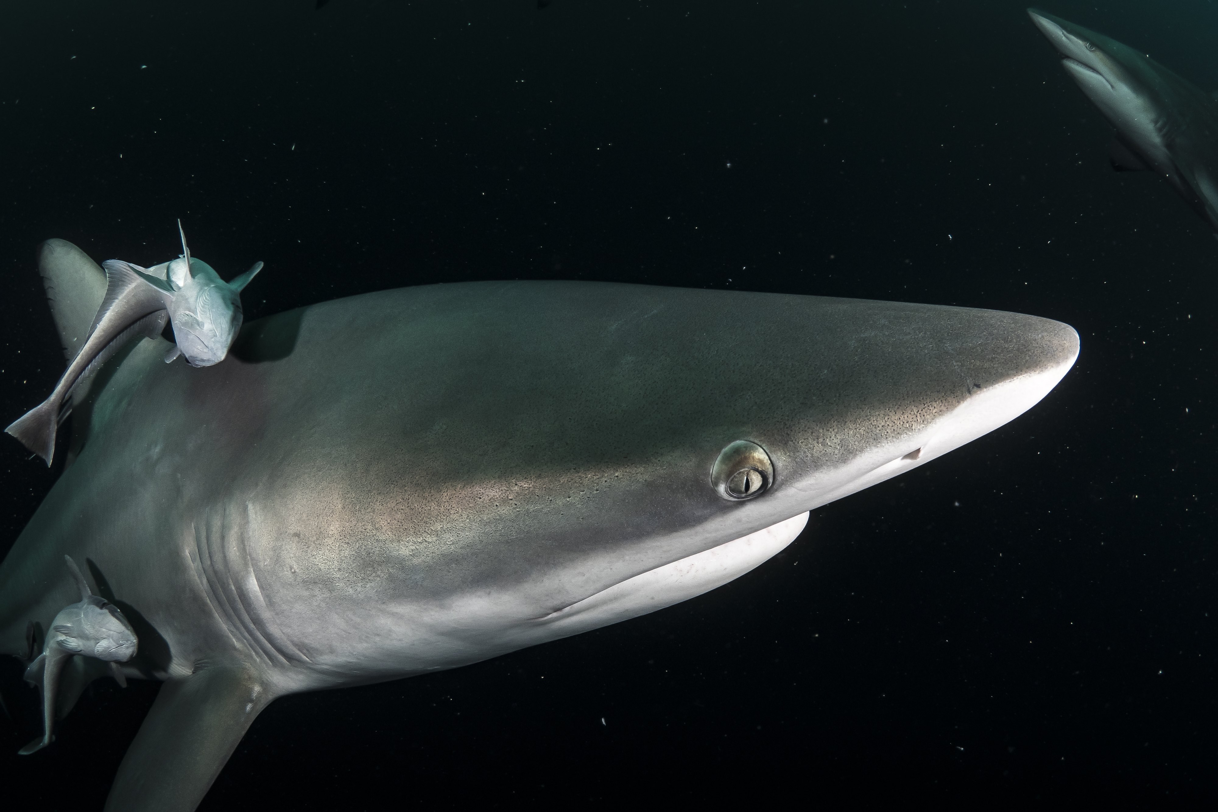 baited shark diving - aliwal shoal, south africa