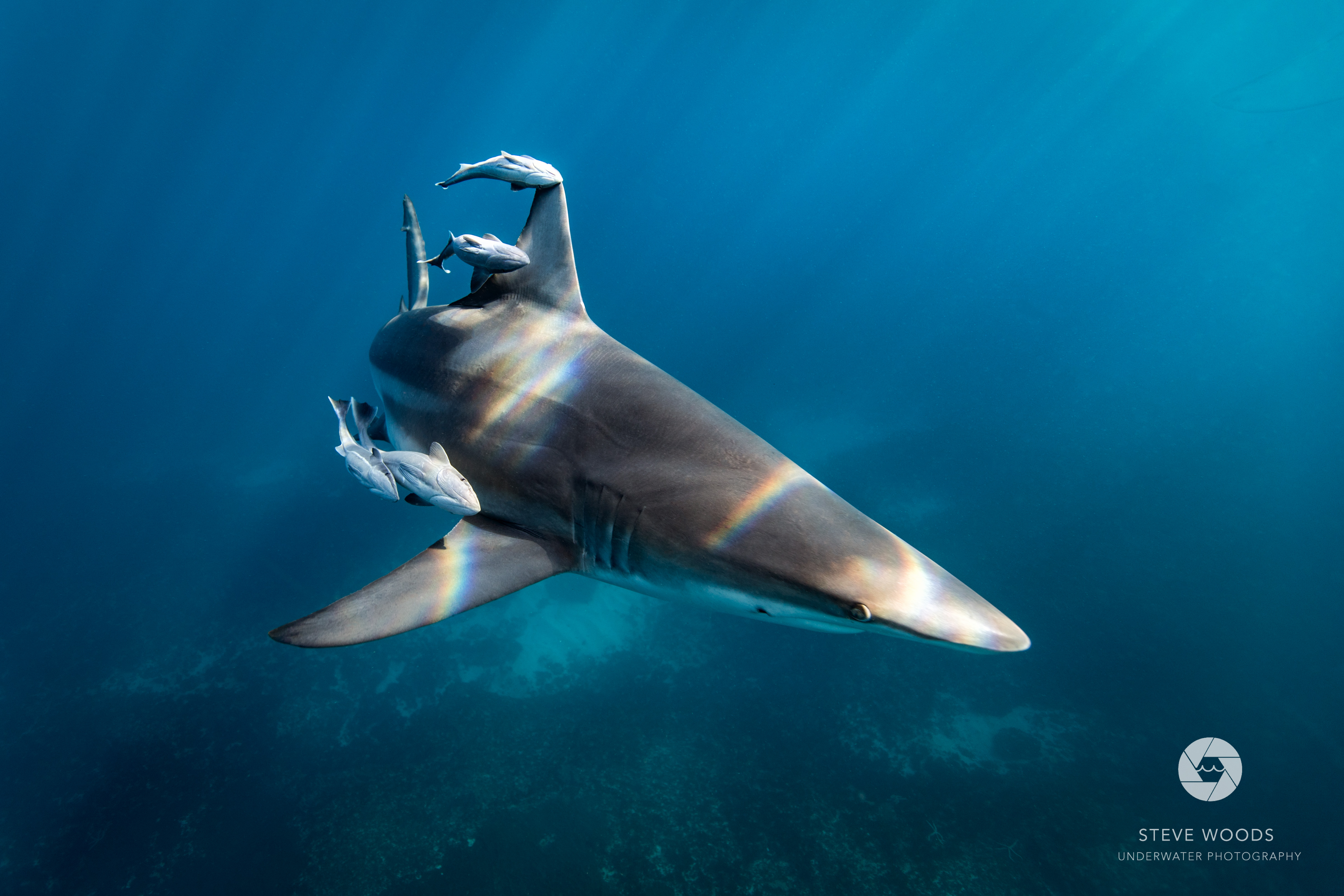 baited shark diving - aliwal shoal, south africa