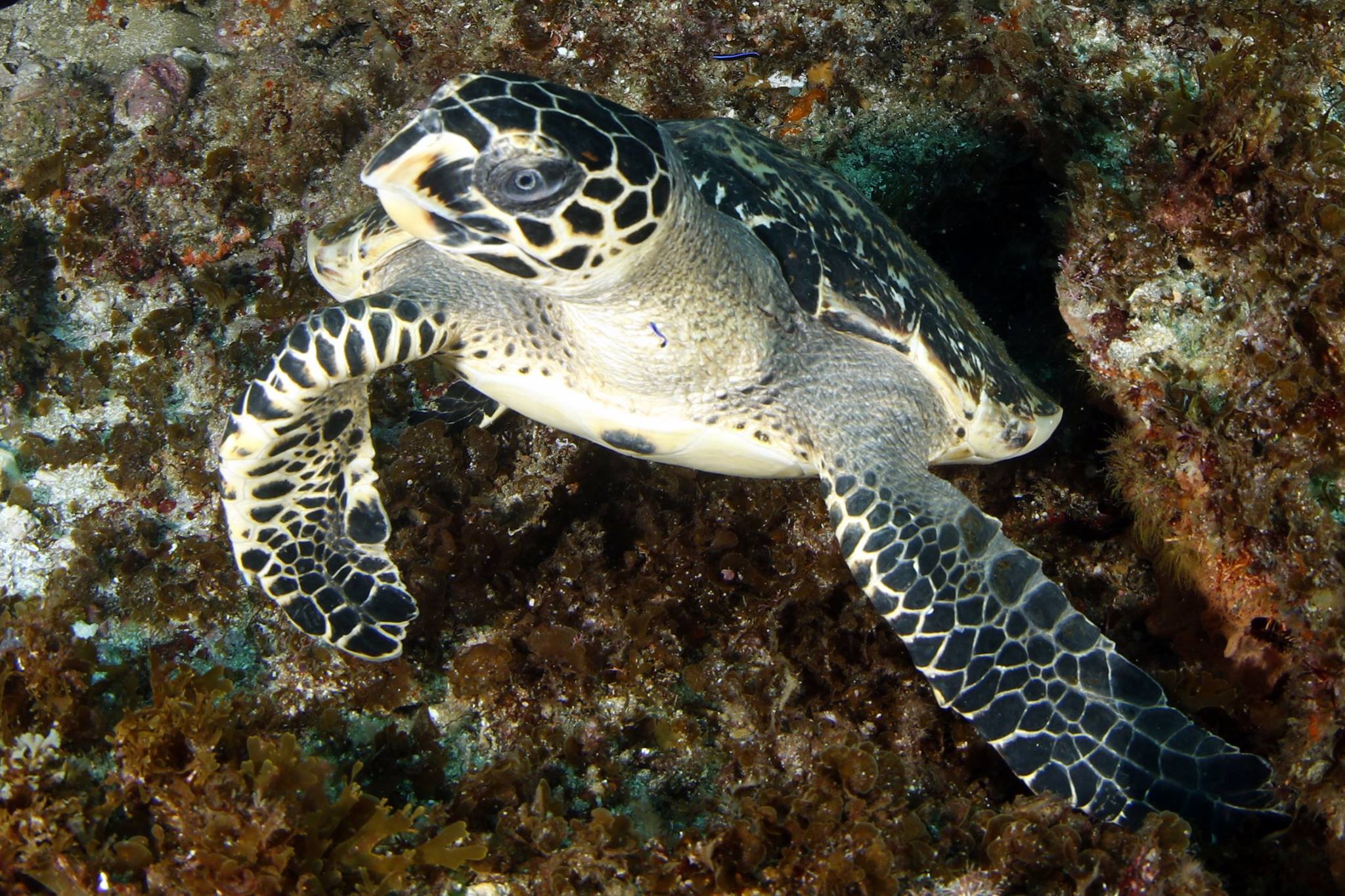 scuba diving aliwal shoal - south africa