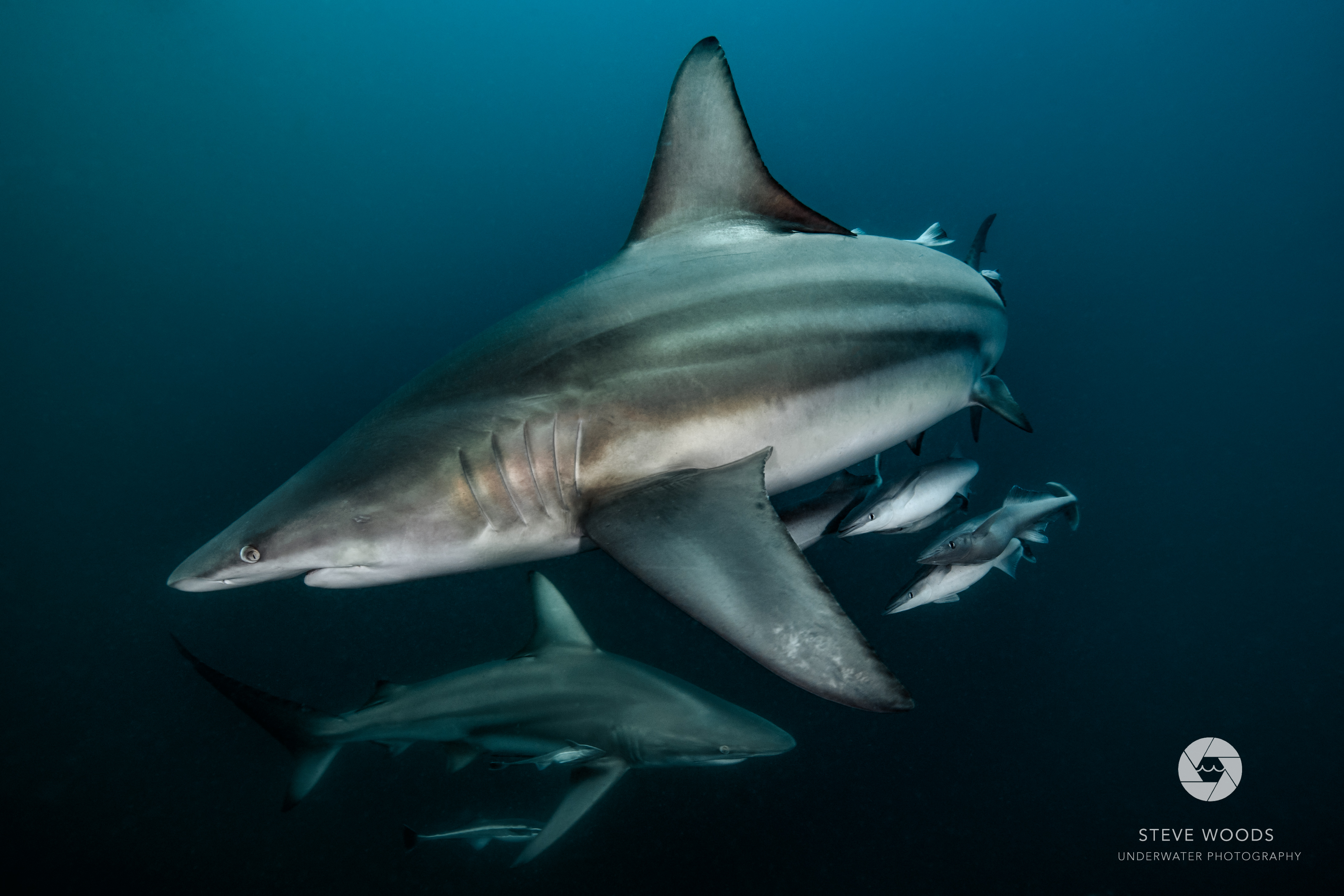 baited shark diving - aliwal shoal, south africa