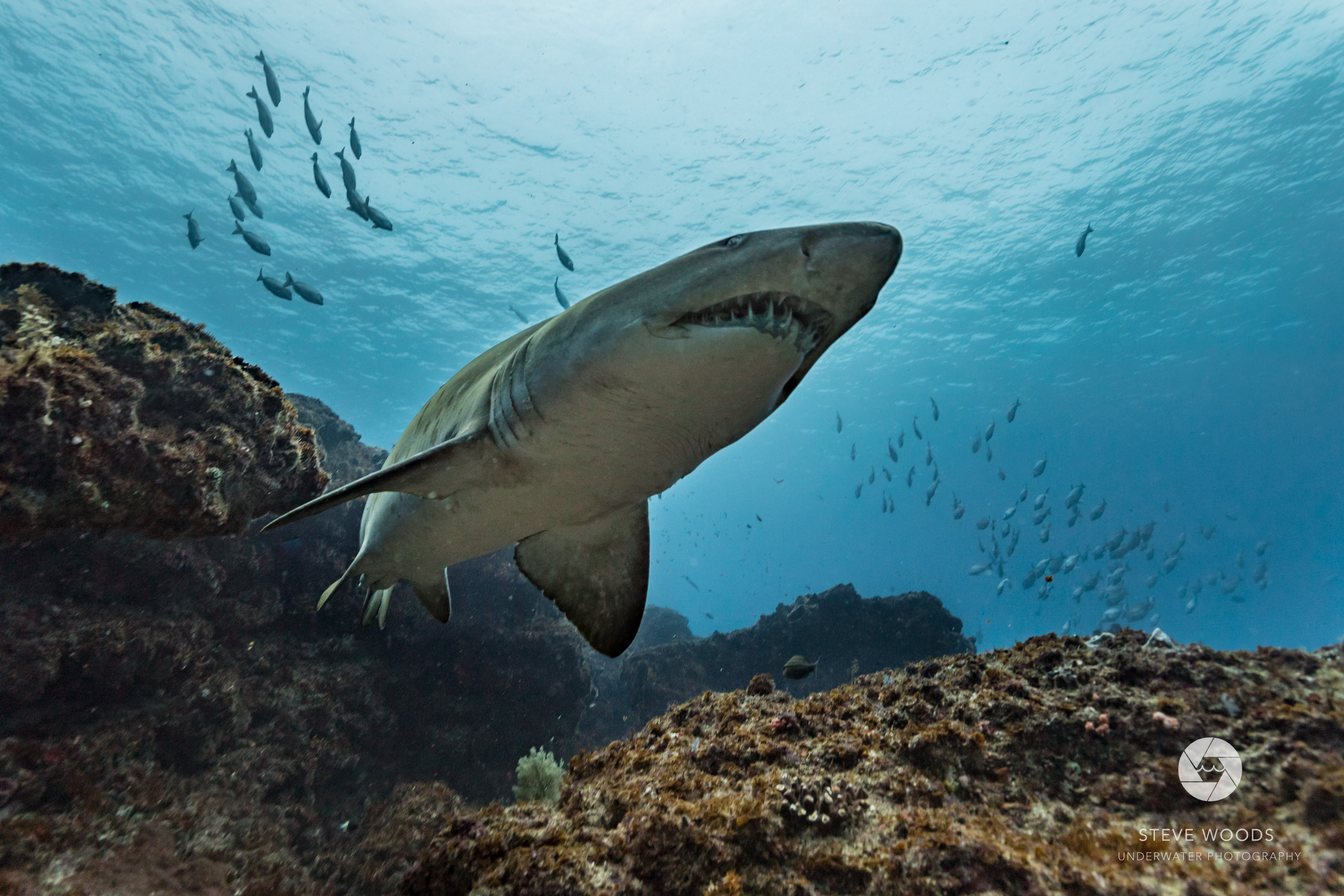 scuba diving - aliwal shoal, south africa