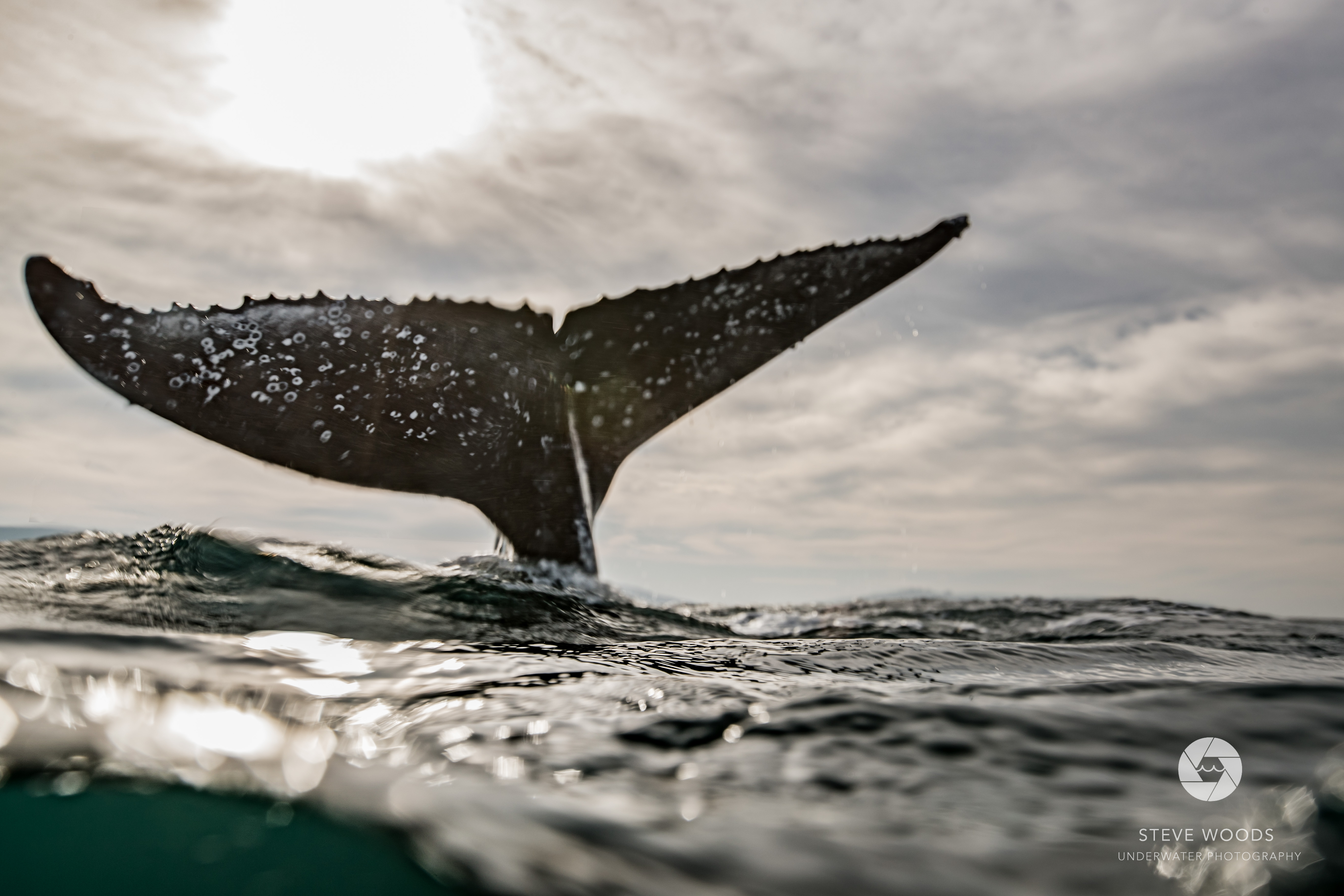 scuba diving - aliwal shoal, south africa