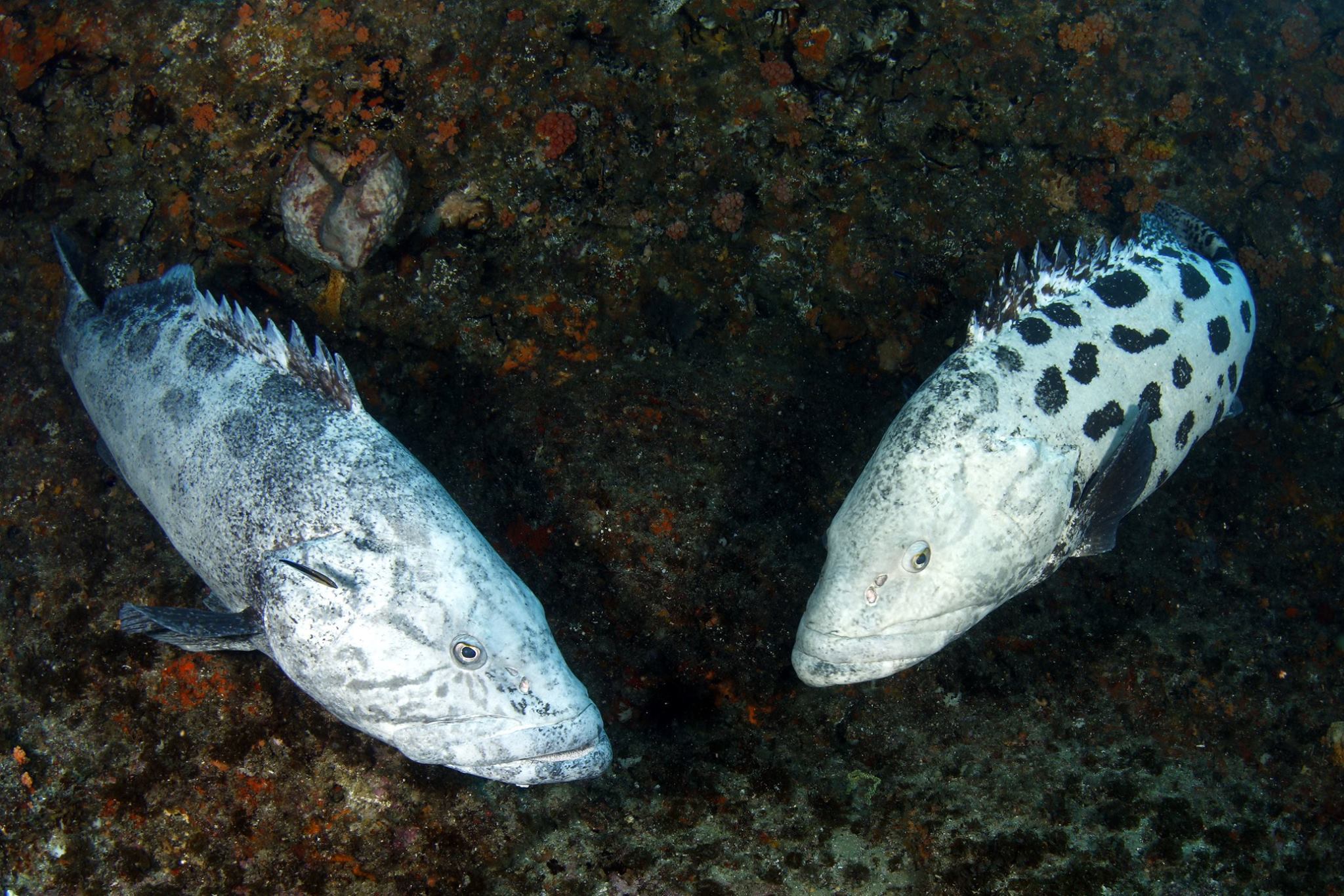 scuba diving aliwal shoal