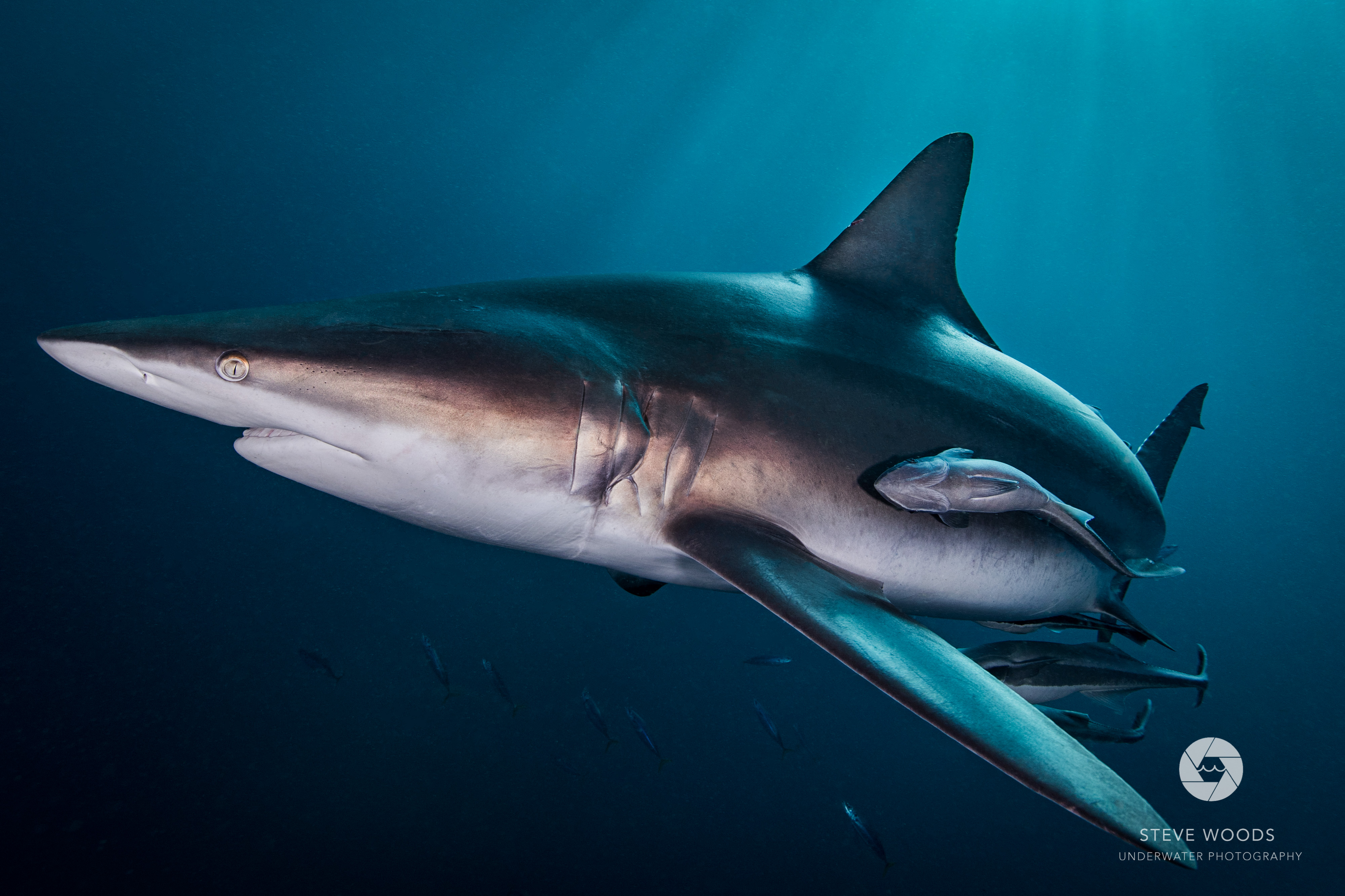 baited shark diving - aliwal shoal, south africa