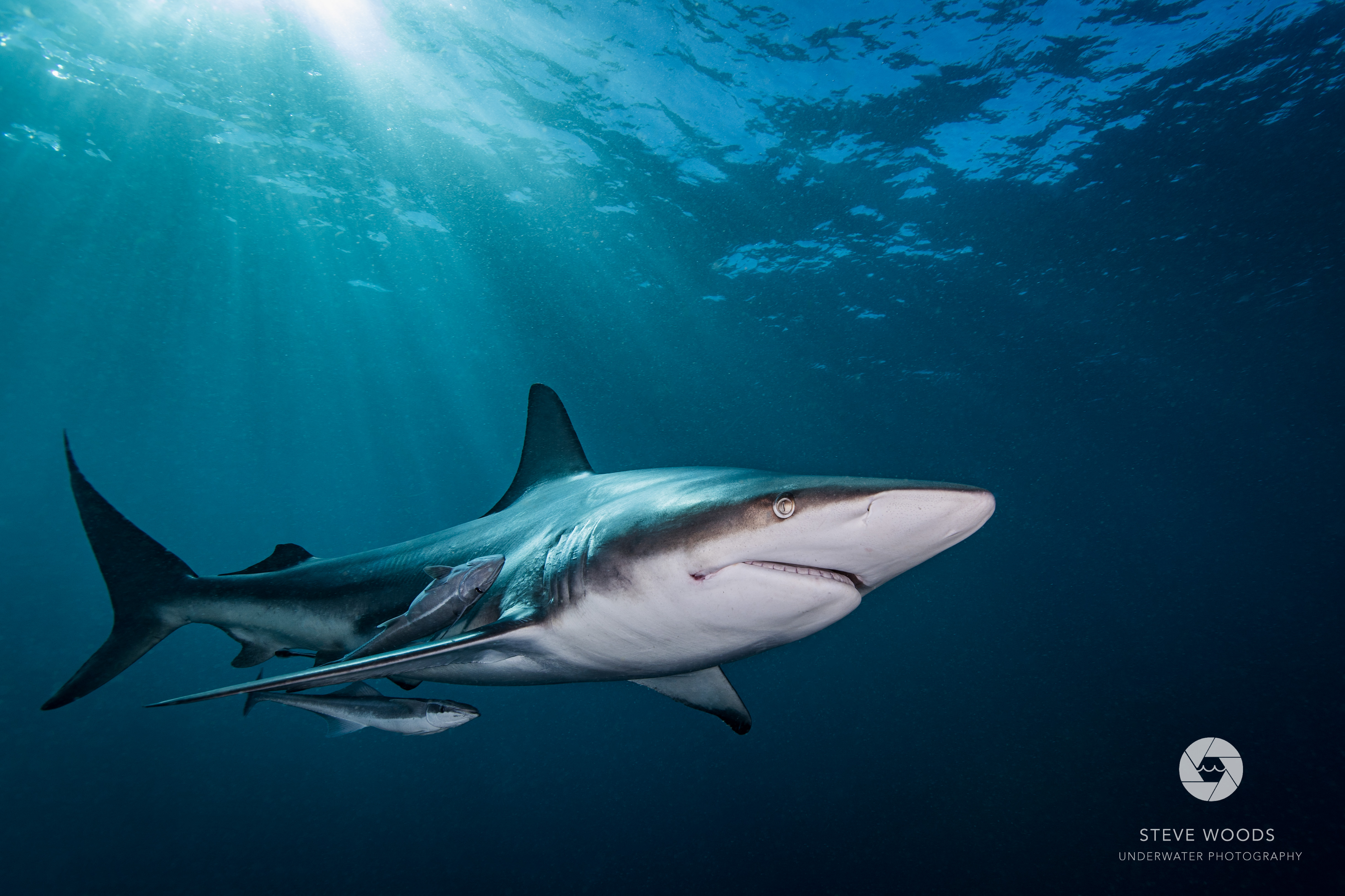 baited shark diving - aliwal shoal, south africa