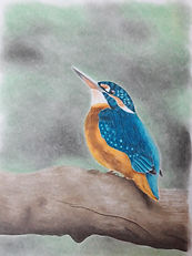 Kingfisher on a log done in coloured pencils