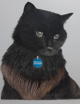 coloured pencil portrait of a black domestic long hair cat