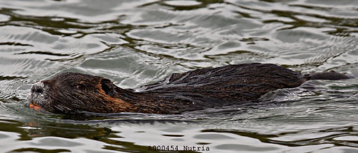 Nutria