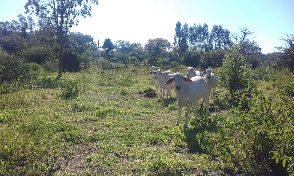Miniatura: SITIO 15,5 HECTARES 26 KM M CLAROS/SAIDA PIRAPORA