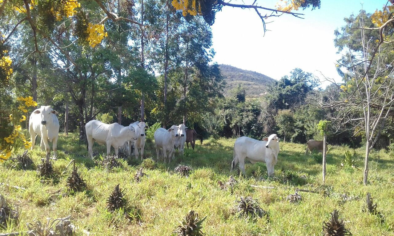 SITIO 15,5 HECTARES 26 KM M CLAROS/SAIDA PIRAPORA