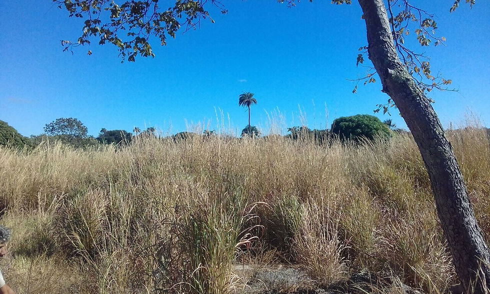 Miniatura: TERRENO DE 72 HECTARES ESCRITURADO/REGIAO JEQUITAI