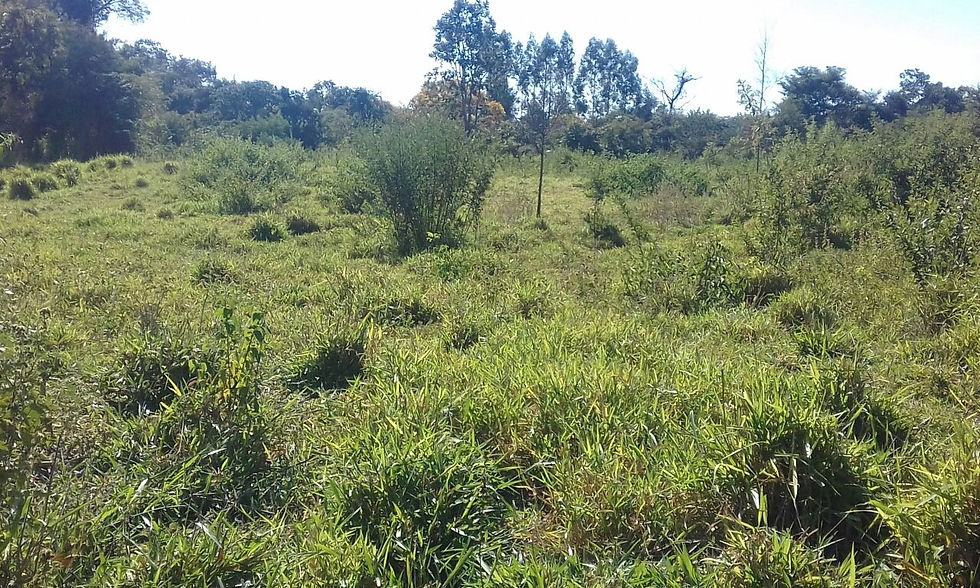 Miniatura: SITIO 15,5 HECTARES 26 KM M CLAROS/SAIDA PIRAPORA