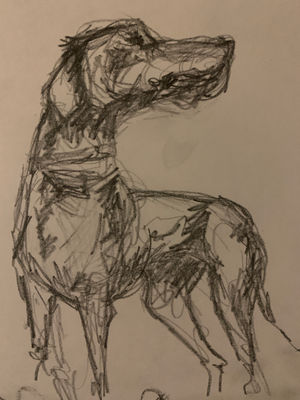 Dog Sketches