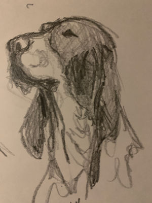 Sketches Dog