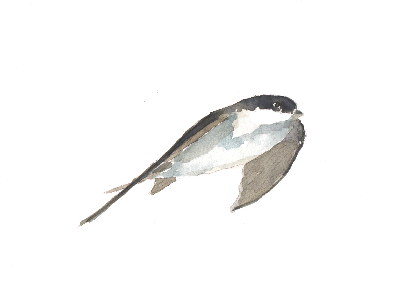 House martins society 1.gif