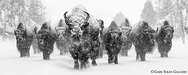 Blizzard of Bison BW, bison, yellowstone montana, blizzard, winter bison herd, herd, gary soles gallery
