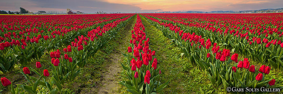 Skagit Spring Pano