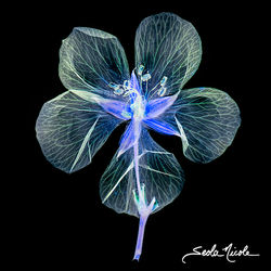 Richardson Geranium 2021 01 web