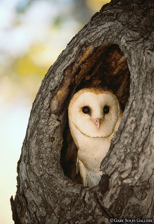 tree owl, wildlife photography, owl, tree, gary soles, gary soles gallery, breckenridge, colorado