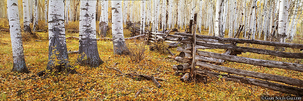 Aspen Bole Fence
