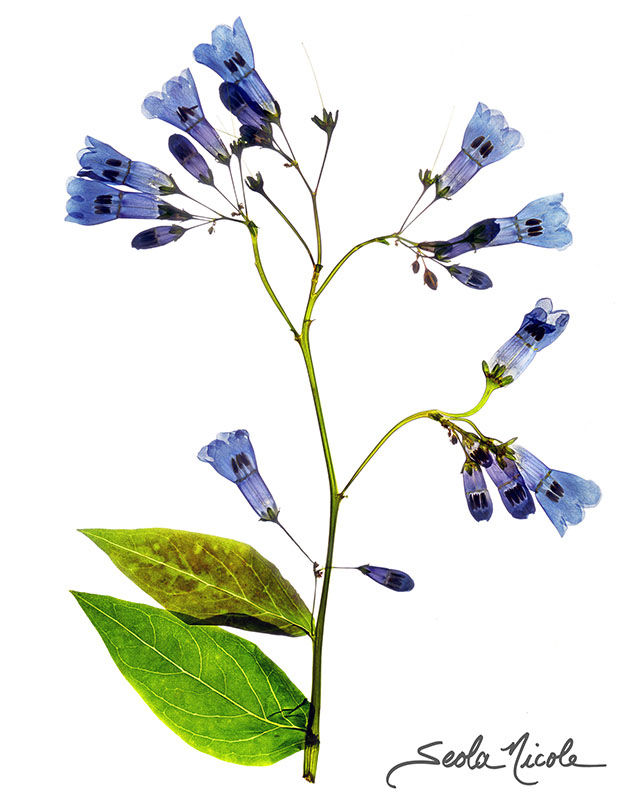 Alpine Bluebells 2018 002 web