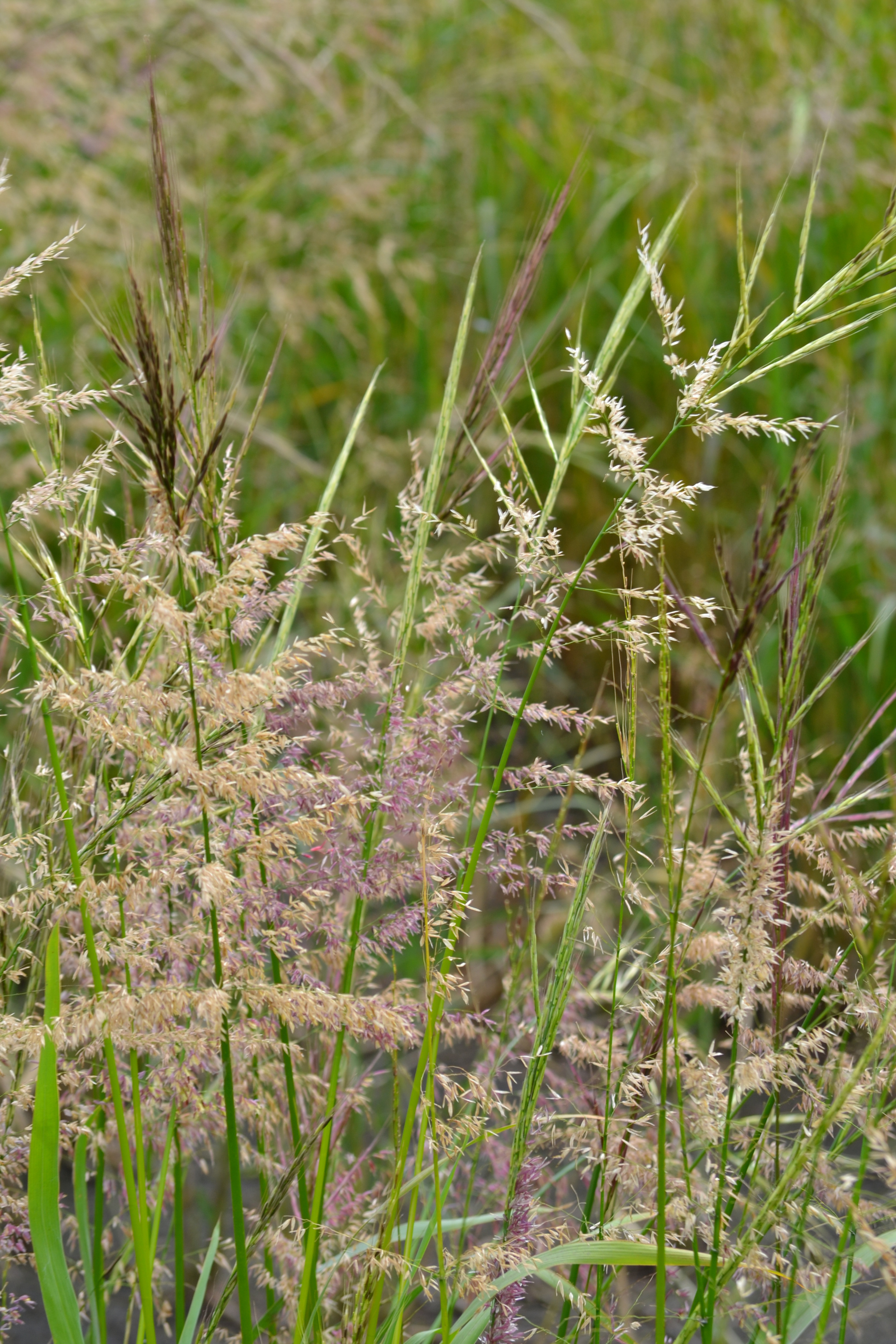 Wild Rice