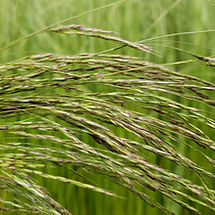 Deschampsia danthonioides