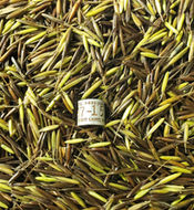Wild Rice