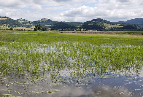 Articles | River Refuge Seed | Oregon
