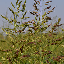 Sudangrass