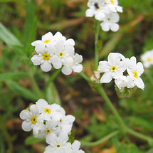 Plagiobothrys figuratus