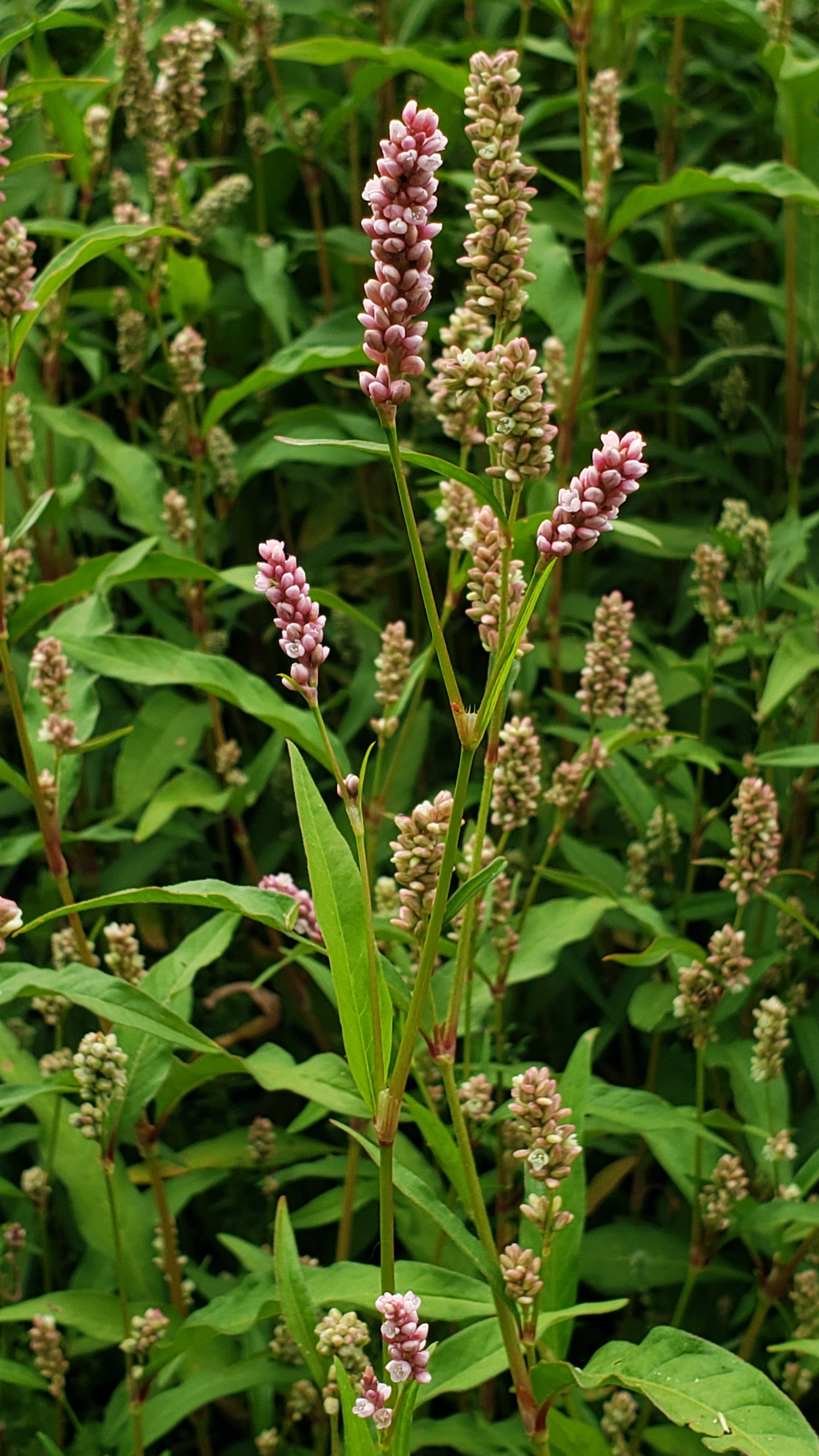 Polygonum Pensylvanicum Seed Pennsylvania Smartweed River Refuge Seed
