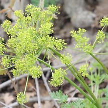 Lomatium dissectum
