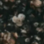 Enajiah+Dark+Cream+Floral+Wallpaper.webp