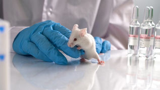 Should animal testing be used to develop cosmetic and health products for humans?