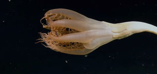 New Species Discovered Underwater