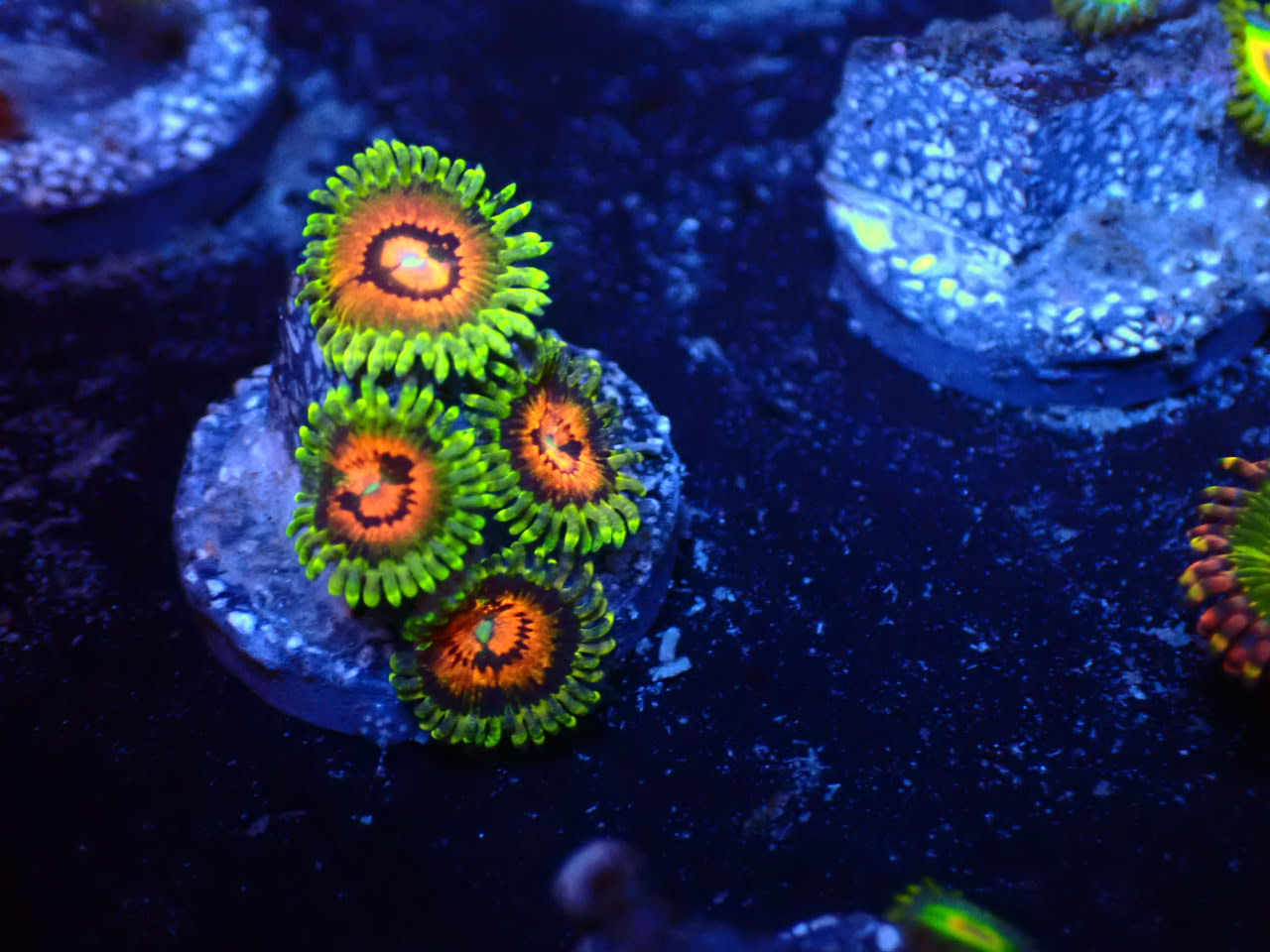 Zoanthus Rainbow Incinerator (NZ)