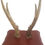 Thumbnail: Deer Antler on Wooden Base