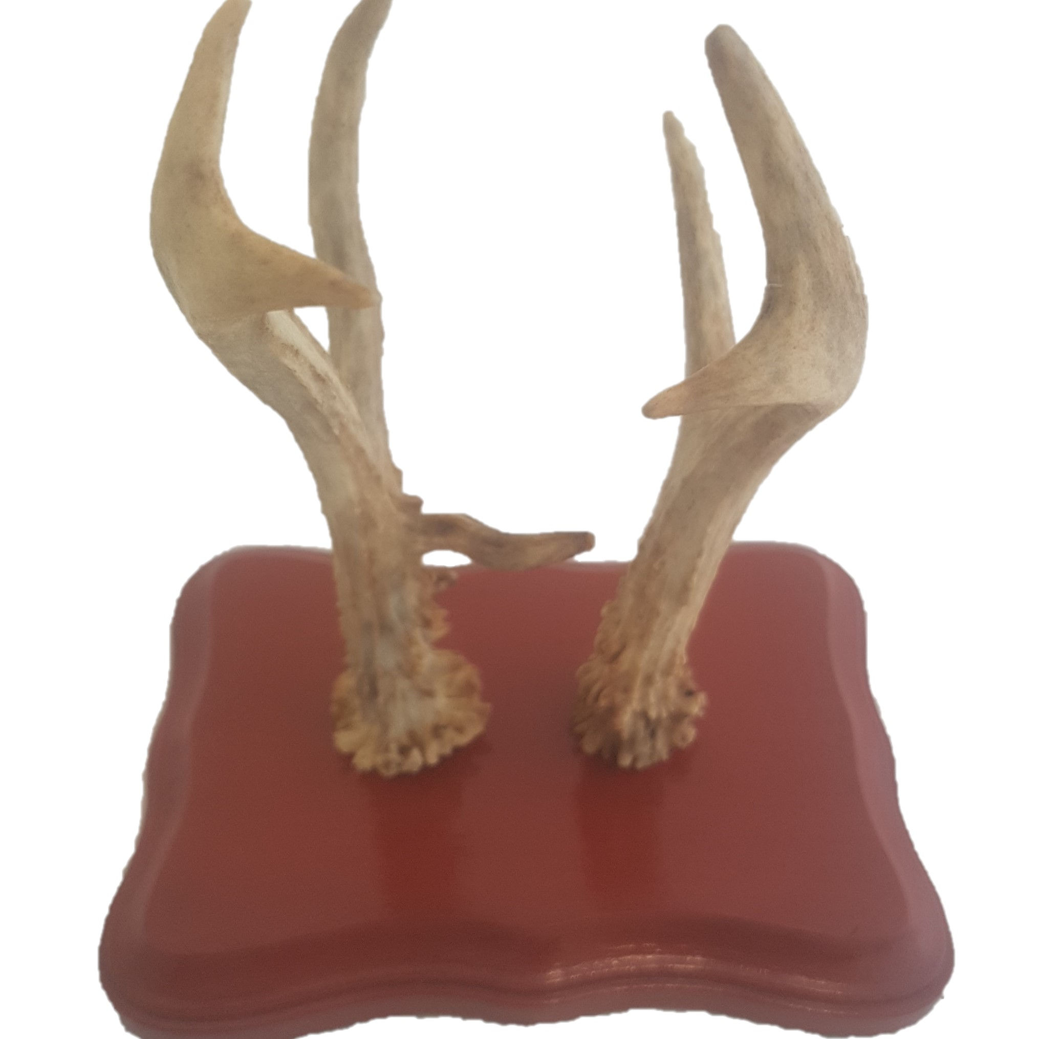 Deer Antler on Wooden Base