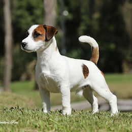 Ninhada Gigio x Matcka