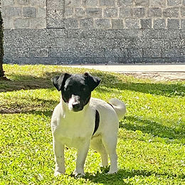 Ninhada Gigio x Laika