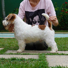 Ninhada Toruk x Fame