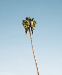 It is tall.