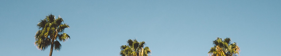 Palm Trees