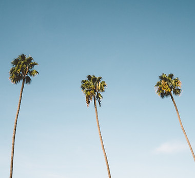 Palm Trees
