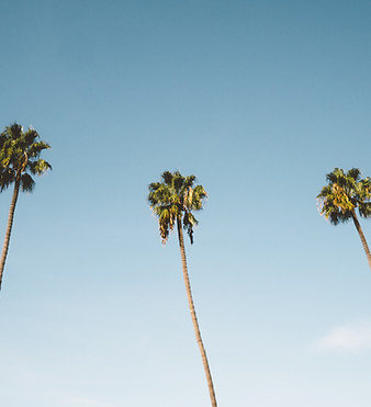 Palm Trees